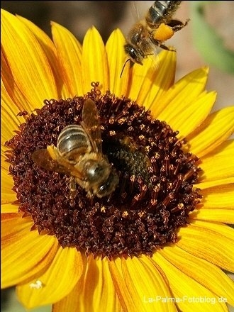 Bienen La Palma
